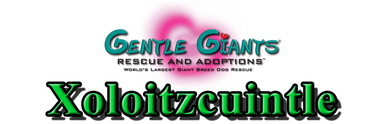 Xoloitzcuintle at Gentle Giants Rescue and Adoptions
